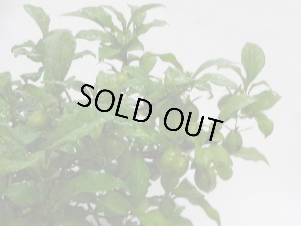 画像3: ローヤ柿 紅真珠(e) (3)