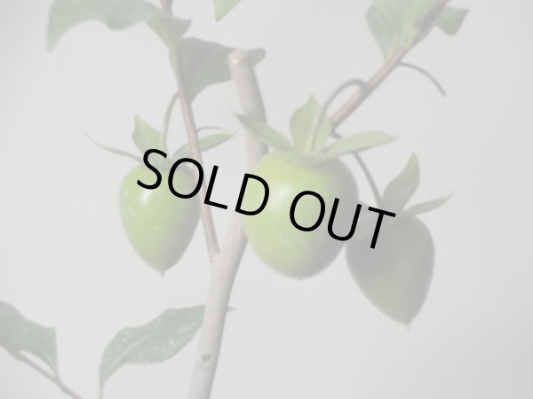 画像3: ローヤ柿 紅富士(a)(接木/素材) (3)