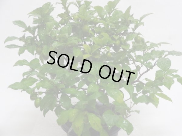 画像2: ローヤ柿 紅真珠(d) (2)