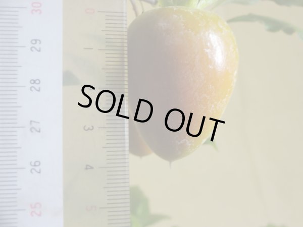 画像2: ローヤ柿(紅富士) (2)