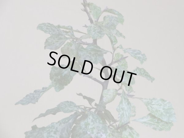 画像2: 斑入りローヤ柿(白雲山) (2)