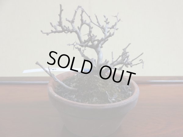 画像2: 長寿梅(a) (2)