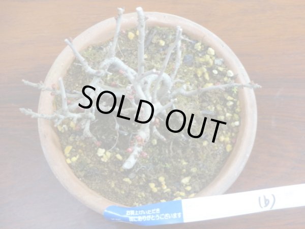 画像3: 長寿梅(b) (3)