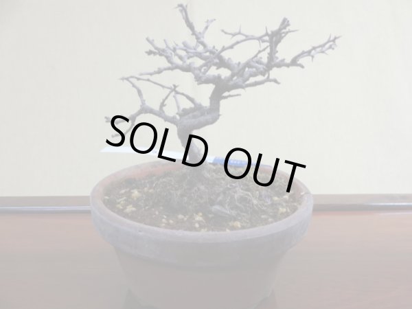 画像2: 長寿梅(c) (2)