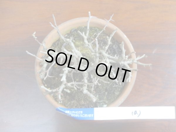 画像3: 長寿梅(a) (3)