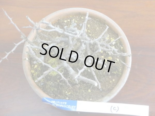 画像3: 長寿梅(c) (3)