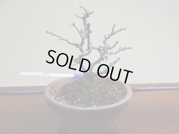 画像2: 長寿梅(b) (2)