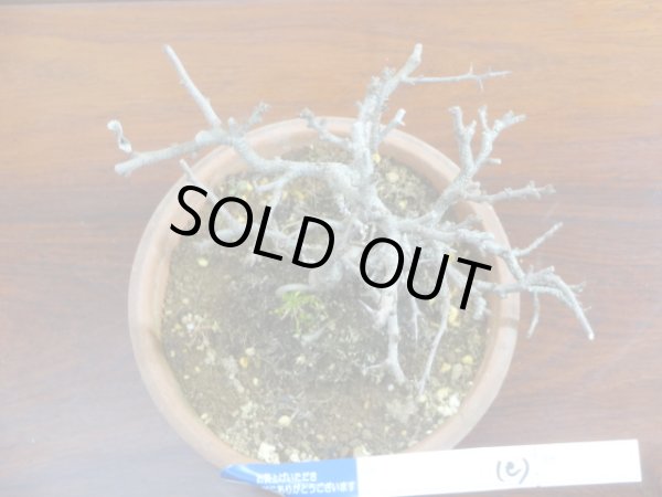 画像3: 長寿梅(e) (3)