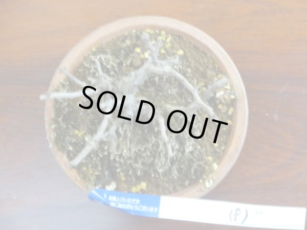 画像3: 長寿梅(f) (3)