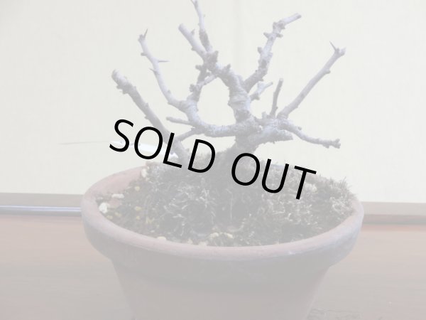 画像2: 長寿梅(f) (2)