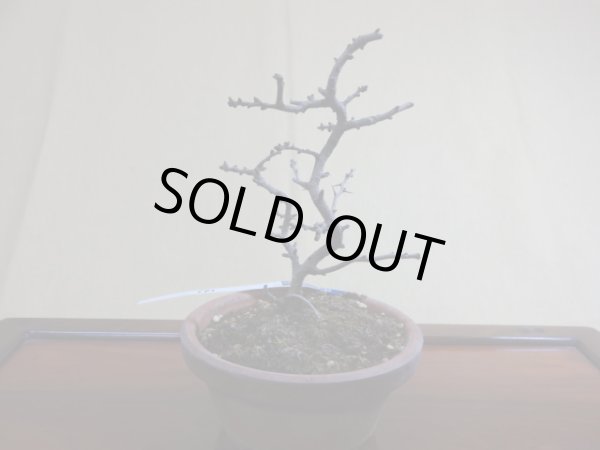 画像2: 長寿梅(d) (2)