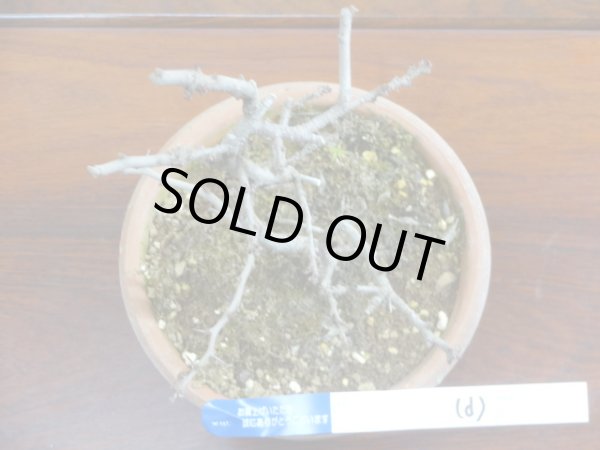 画像3: 長寿梅(d) (3)