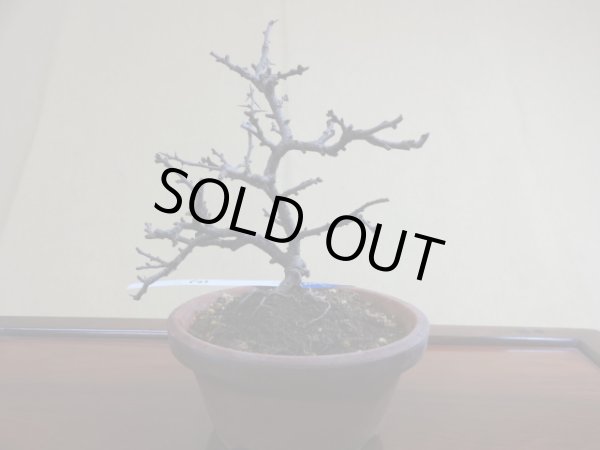 画像2: 長寿梅(e) (2)