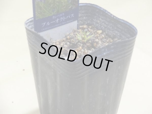 画像2: カンパニュラ ブルーオクトパス (2)