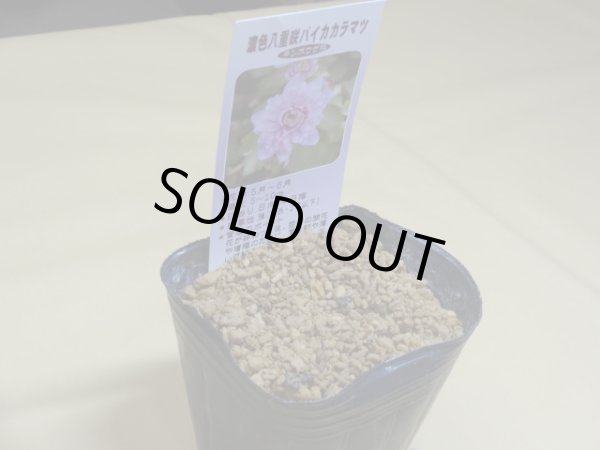 画像2: 濃色八重咲バイカカラマツ (2)