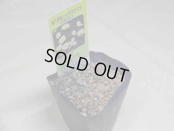 画像2: 緑八重咲バイカカラマツ (2)