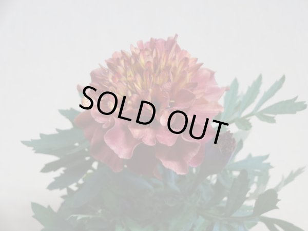 画像2: マリーゴールド ストロベリーブロンド (2)