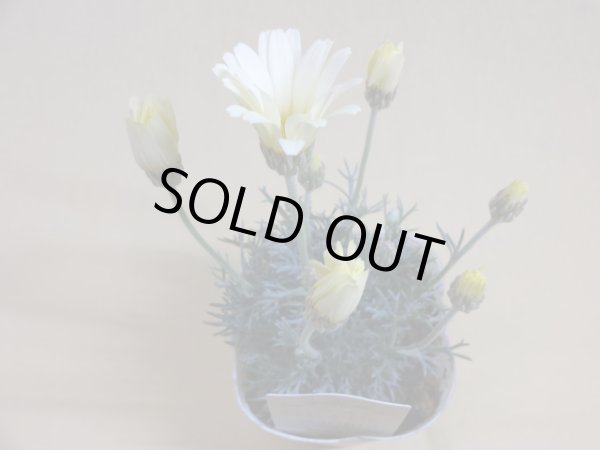 画像2: ローダンセマム レトロクラッカー (2)