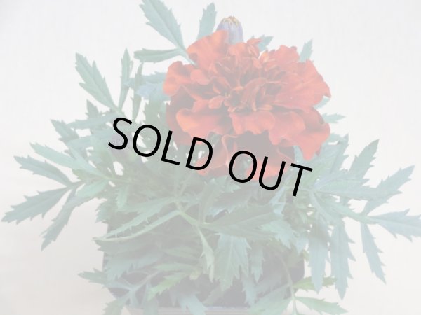 画像2: マリーゴールド ファイヤーボール (2)