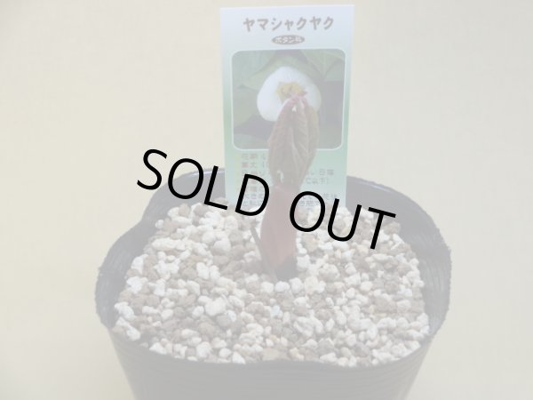 山野草の販売通販(山シャクヤク) 竹ノ花商事(原田園芸) 山野草の販売通販(山シャクヤク) 竹ノ花商事(原田園芸)