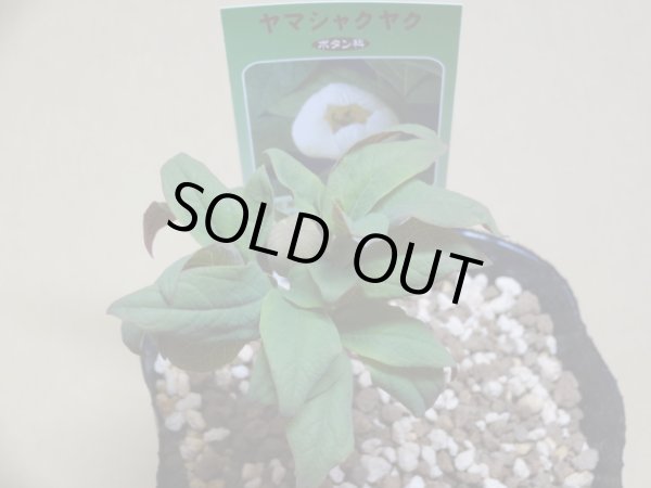 画像3: 山シャクヤク (3)