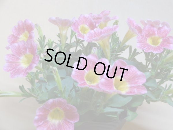 画像2: ペチュニア マーベルラズベリー (2)