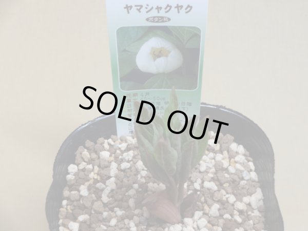 山野草の販売通販(山シャクヤク) 竹ノ花商事(原田園芸) 山野草の販売通販(山シャクヤク) 竹ノ花商事(原田園芸)