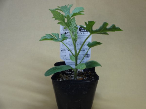 画像2: スイカ ブラックバルーンレッド 接木苗 (2)