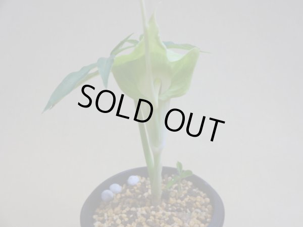 画像2: ウラシマソウ 素心(a) (2)