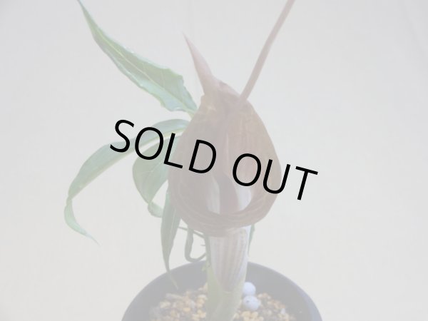 画像2: ウラシマソウ 彩(b) (2)