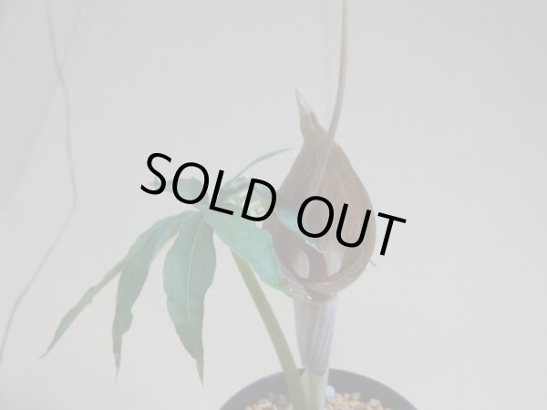 画像2: ウラシマソウ 彩(d) (2)