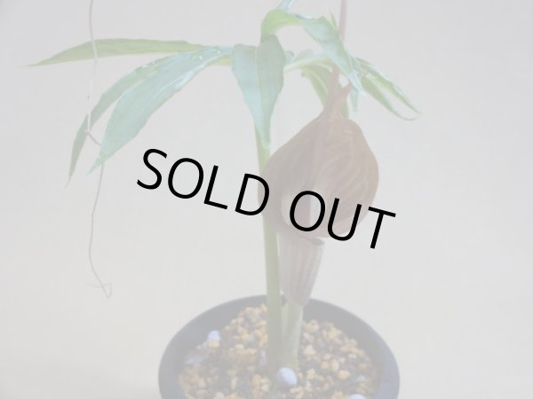 画像2: ウラシマソウ 彩(c) (2)