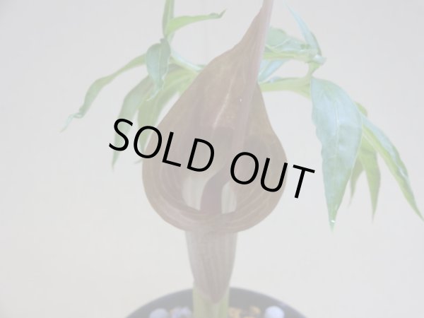 画像2: ウラシマソウ 彩(a) (2)