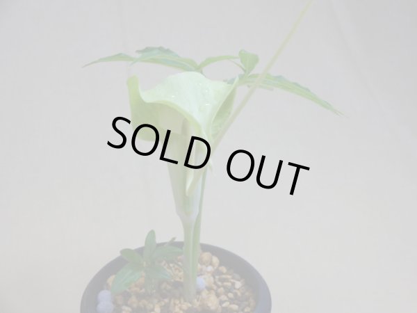 画像2: ウラシマソウ 素心(b) (2)