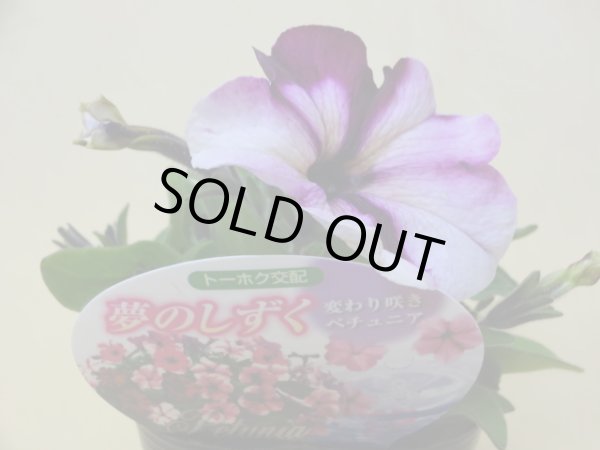 画像3: 変わり咲きペチュニア 夢のしずく (3)