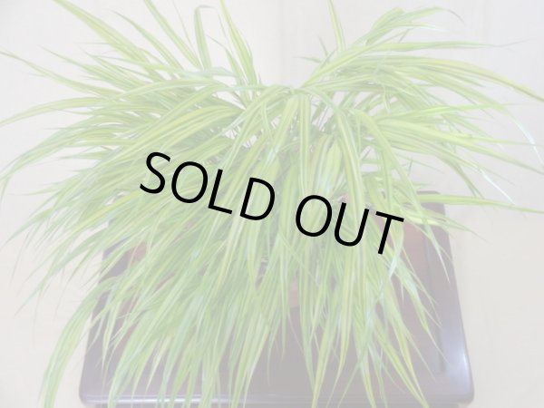 画像2: 斑入り風知草 (2)