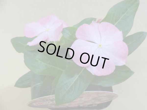 画像2: 日々草 桃のときめき (2)