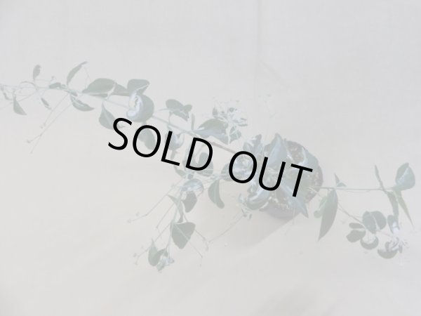 画像3: 中斑ツリバナマユミ(3) (3)