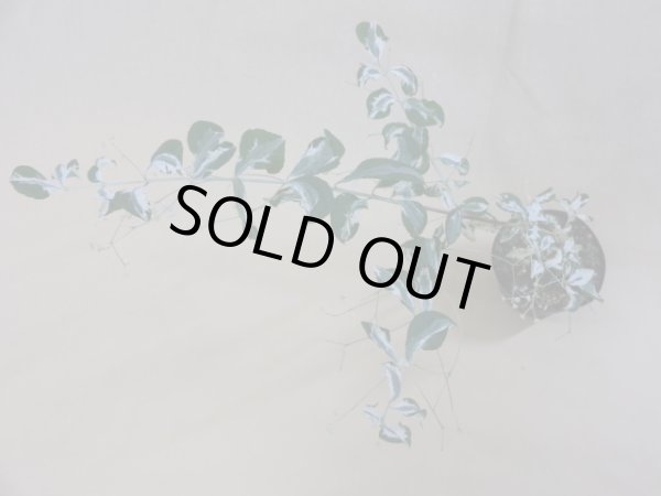 画像3: 中斑ツリバナマユミ(2) (3)