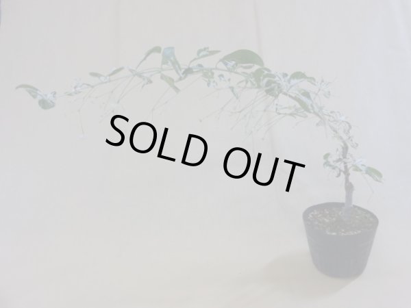 画像2: 中斑ツリバナマユミ(2) (2)