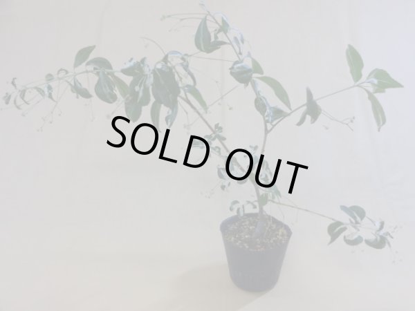 画像2: 中斑ツリバナマユミ(3) (2)