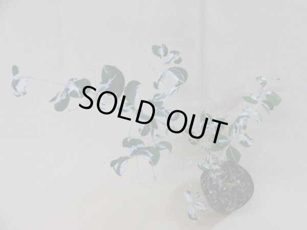 画像3: 中斑ツリバナマユミ(4) (3)