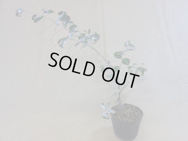 画像2: 中斑ツリバナマユミ(4) (2)