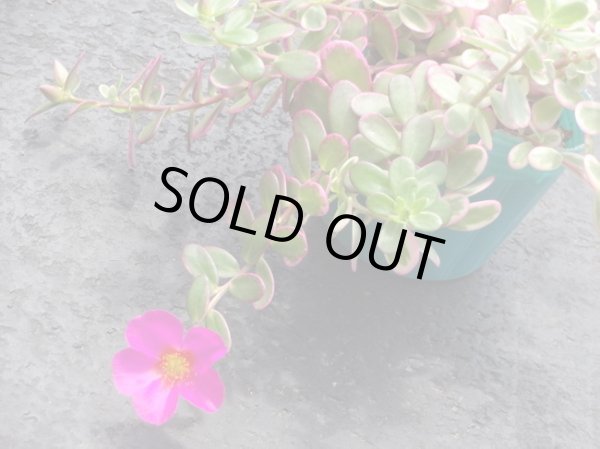 画像2: ポーチュラカ マジカルキューティー (2)