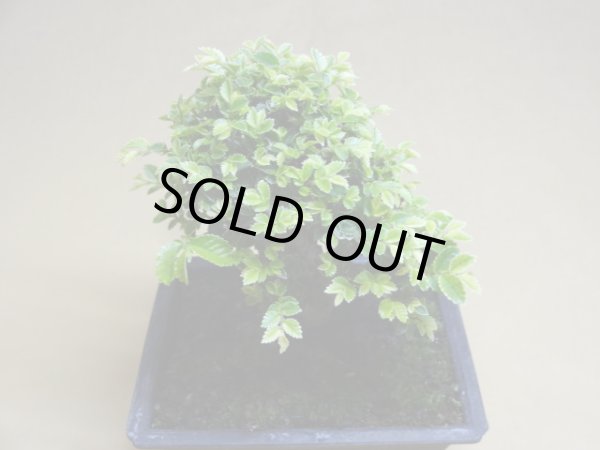 画像3: 金芽ケヤキ(e) (3)