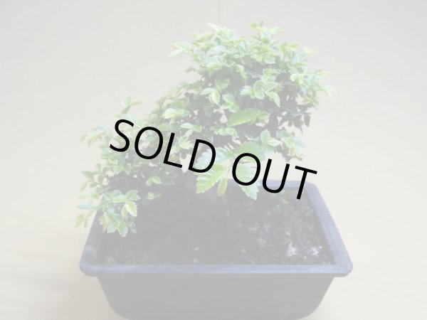 画像2: 金芽ケヤキ(c） (2)