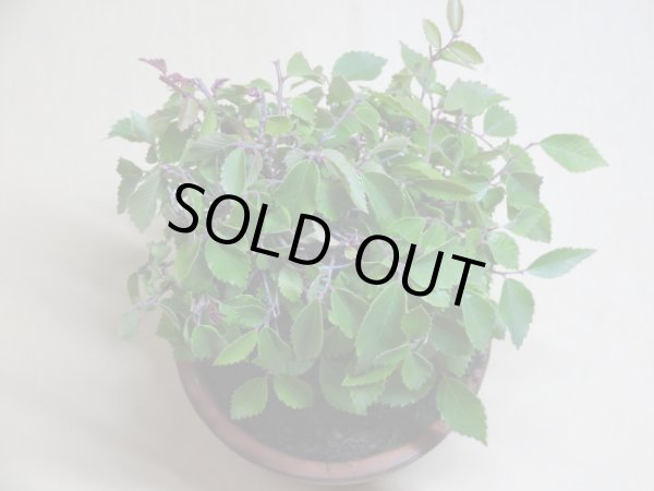 画像3: 赤葉ケヤキ(a) (3)