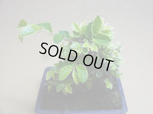 画像3: 金芽ケヤキ(b) (3)