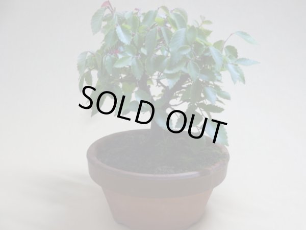 画像2: 赤葉ケヤキ(a) (2)