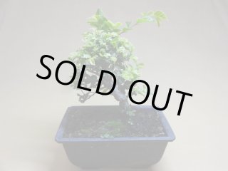 盆栽の販売通販（斑入りコナラ(c)） 株式会社 原田園芸（原田園芸）